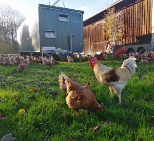 Goldene Eier und herzhafte Herbstküche