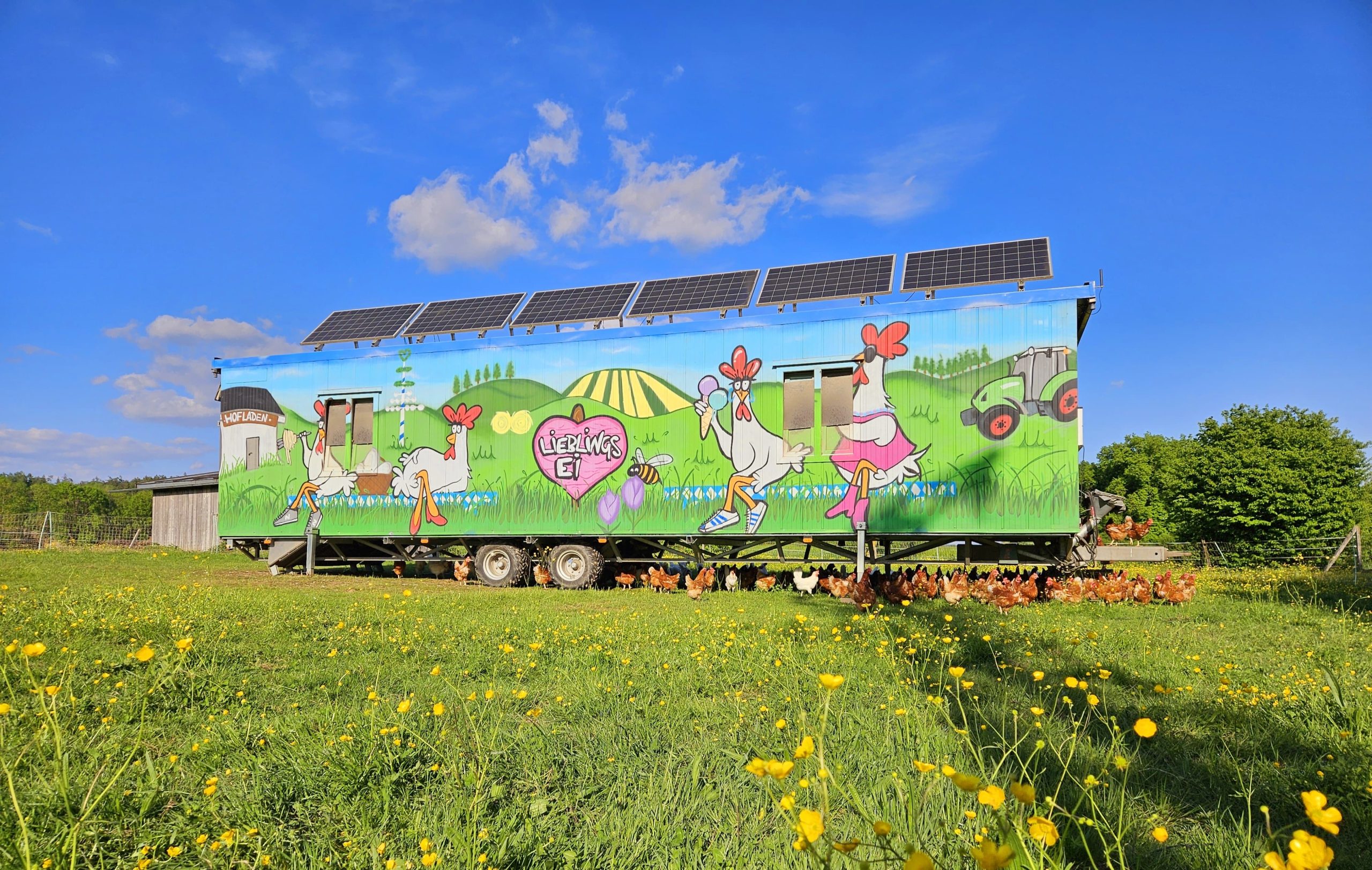 Weiße oder braune Eier? Erfahren Sie den echten Unterschied, was die Farbe bedeutet und worauf Sie beim Eierkauf in München wirklich achten sollten. Bild vom freilaufenden Hühner auf einer grünen Wiese
