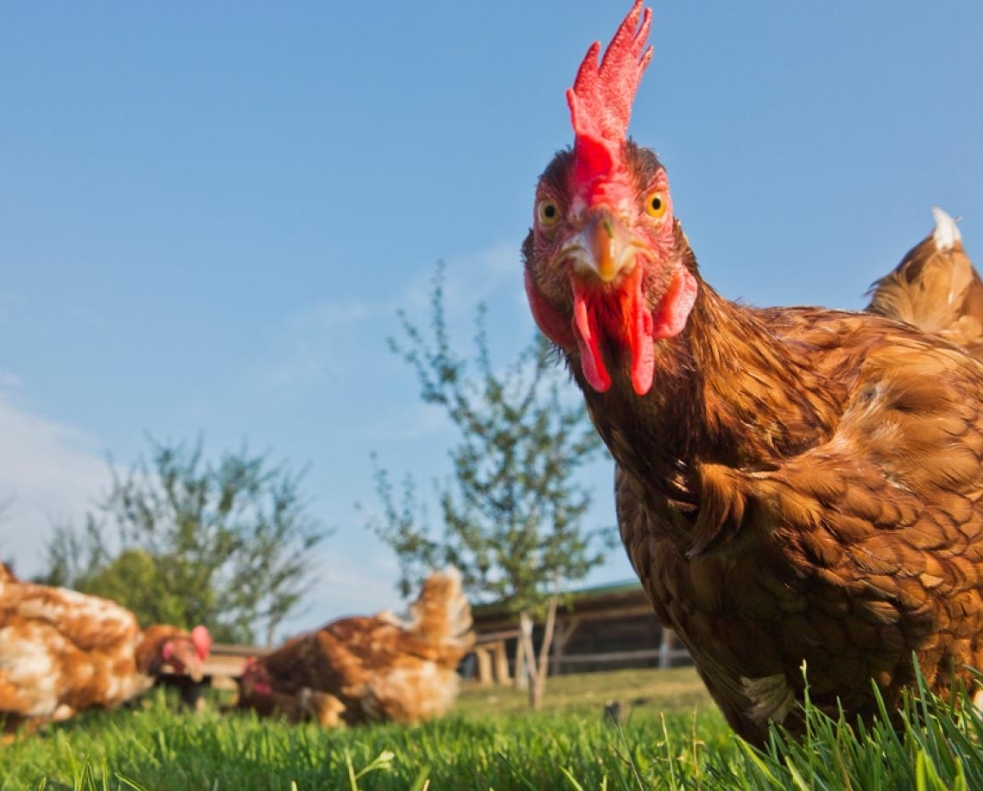 Huhn von Lieblingsei in Erharting schaut in die Kamera